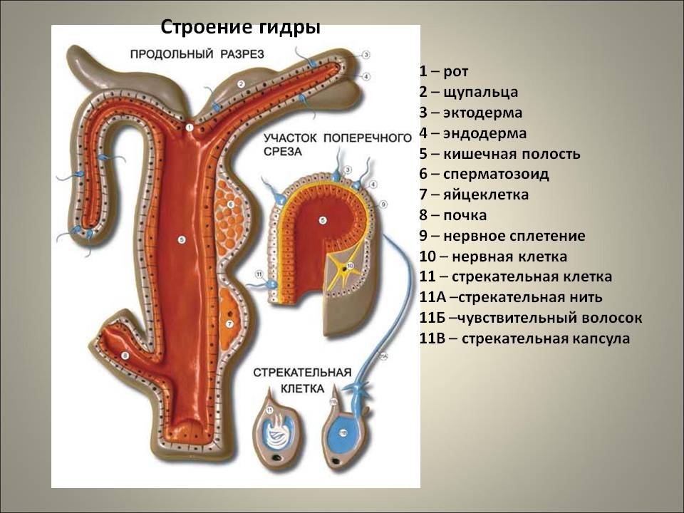 Рабочее зеркало на кракен